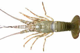 Lobster