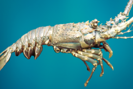 Lobster