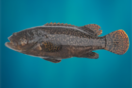 Cantang Grouper