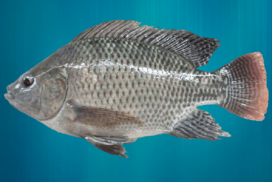 Ikan Nila