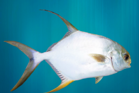 Silver Pompano