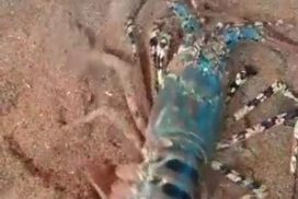 Induk-Lobster