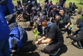 Mangrove-3